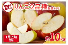 【2026年1月上旬発送】 【訳あり】 旬の美味しい りんご 約10kg 青森産 【おまかせ2品種】