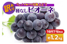 【2025年10月下旬発送】 【訳あり】ぶどう ピオーネ 種なし 1.2kg 程度（小振り・2房）