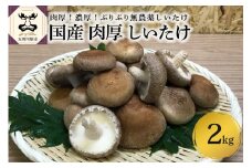 国産 肉厚 しいたけ 2kg 無農薬 青森 新規就農者応援 【 きのこ 肉 厚 】
