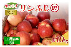 【2025年11月後半発送】【訳あり】 りんご 約10kg サンふじ 葉とらず 青森