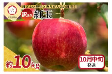 【2025年10月中旬発送】【訳あり】 りんご 10kg 紅玉 アップルパイ に最適 青森 不揃い