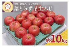 【2025年 10月発送】 りんご 約10kg 葉とらず  早生 ふじ  【 青森 林檎 フジ リンゴ 】