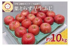 【2025年 10月発送】 りんご 約10kg 葉とらず  早生 ふじ  【 青森 林檎 フジ リンゴ 】