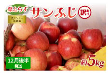【2025年12月後半発送】【訳あり】青森県産葉とらずサンふじりんご約5kg