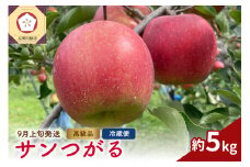 【2025年9月上旬発送】りんご（サンつがる）約5kg 高級品 春秋園 青森【贈答用 リンゴ 林檎 ツガル りんご 津軽 早生りんご】