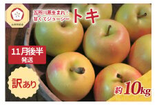 【2025年11月後半発送】訳あり トキ 約10kg