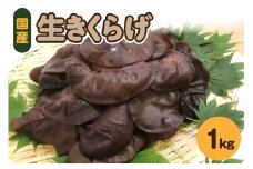 夫婦で育てた キクラゲ 生 1kg ( 500g ×2袋)  国産 【 きくらげ 生きくらげ 木耳 生キクラゲ 日本産 きのこ キノコ 青森 五所川原 】 