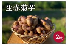 生赤菊芋　約 2kg イヌリン 赤菊芋 野菜 きんぴら や 菊芋茶 にも 栽培期間中農薬不使用 【 生菊芋 菊芋 生きくいも 生キクイモ きくいも キクイモ 野菜 青森 五所川原 】
