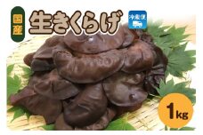 夫婦で育てた キクラゲ 生 1kg ( 500g ×2袋)  国産 【 きくらげ 生きくらげ 木耳 生キクラゲ 日本産 きのこ キノコ 青森 五所川原 】 クール便