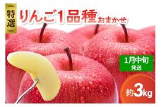【2026年1月中旬発送】 【特選】 旬の美味しい りんご 約3kg 青森産 【おまかせ1品種】