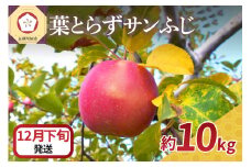 【2025年12月下旬発送】 りんご 10kg 葉とらず サンふじ 青森