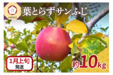 【2026年1月上旬発送】 りんご 10kg 葉とらず サンふじ 青森