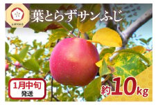 【2026年1月中旬発送】 りんご 10kg 葉とらず サンふじ 青森
