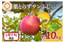 【2026年1月下旬発送】 りんご 10kg 葉とらず サンふじ 青森