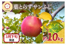 【2026年3月下旬発送】 りんご 10kg 葉とらず サンふじ 青森