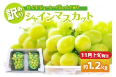 【2025年11月上旬発送】 【訳あり】 シャインマスカット 1.2kg 家庭用 青森