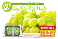 【2025年12月中旬発送】 【訳あり】 シャインマスカット 1.2kg 家庭用 青森