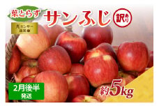 【2026年2月後半発送】【訳あり】青森県産葉とらずサンふじりんご約5kg