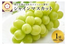 【2025年11月上旬発送】 青森産 シャインマスカット 1房 (3～4L・600～700g程度) 大粒