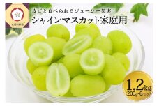 【2025年12月上旬発送】 青森産シャインマスカット 「家庭用カップ入り」 約1.2kg (200g×6カップ) 年内配送