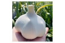 ＜テレビ紹介＞青森にんにく白玉王1kg (産地直送・農家レシピ付き)【1592810】