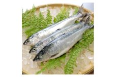 十和田湖ひめます　約1.3kg(約20cm～30cm)〔冷凍〕【1133905】