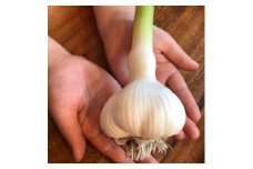 ＜月500箱売れた＞食べなきゃ損!人生に一度は食べてみたい掘りたて青森産「生」にんにく大玉1.5kg【1506147】