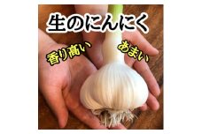 ＜月1000箱即完売＞青森産「にんにくの王様白玉王」生にんにく5玉＜令和7年6月より順次発送＞【1506151】