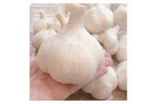 ＜月500箱売れた＞青森県十和田市産 乾燥にんにく(20玉)【1529070】