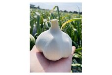 ＜テレビ番組で紹介＞青森にんにくの王様「白玉王」大玉3玉【1529081】