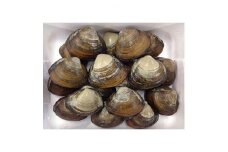 期間限定!ほっき貝セット(約10kg)【1101888】