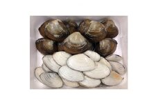 期間限定!ほっき貝&姫貝セット(計約5kg)【1101891】