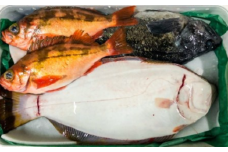 【2月発送開始】おさかなマイスター厳選　冬の魚介類BOX　(S)