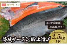 【期間限定発送】海峡サーモン船上活〆2.5kg1本(冷蔵)