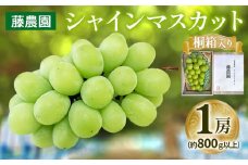 シャインマスカット 1房 桐箱入り (約800g)｜糖度18度以上 種なし ぶどう フルーツ 果物 贈答 青森 つがる市 藤農園 2025年産 令和7年 農福連携 [0627]