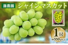シャインマスカット 1房 (約550g以上)｜糖度18度以上 種なし ぶどう フルーツ 果物 贈答 青森 つがる市 藤農園 2025年産 令和7年 農福連携 [0625]