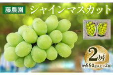 シャインマスカット 2房 (約550g以上×2房)｜糖度18度以上 種なし ぶどう フルーツ 果物 贈答 青森 つがる市 藤農園 2025年産 令和7年農福連携 [0626]