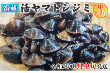 [令和7年6月中旬発送] 青森県十三湖産【冷蔵】活ヤマトシジミ中 1.5kg｜十三湖産 青森 津軽 つがる しじみ みそ汁 味噌汁 しじみ汁 [0560]