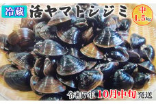 [令和7年10月中旬発送] 青森県十三湖産【冷蔵】活ヤマトシジミ 中 1.5kg｜十三湖産 青森 津軽 つがる しじみ みそ汁 味噌汁 しじみ汁 [0564]