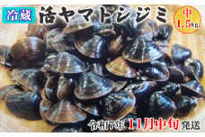 [令和7年11月中旬発送] 青森県十三湖産【冷蔵】活ヤマトシジミ 中 1.5kg｜十三湖産 青森 津軽 つがる しじみ みそ汁 味噌汁 しじみ汁 [0565]
