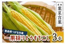 葉菜言葉の一果採りとうもろこし (3本 約1kg) 令和7年産｜2025年産 とうもろこし トウモロコシ コーン 旬の野菜 夏 サラダ やさい 冷蔵 産直 農家直送 新鮮 [0638]