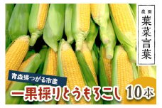 葉菜言葉の一果採りとうもろこし (10本 約3.5kg) 令和7年産｜2025年産 とうもろこし トウモロコシ コーン 旬の野菜 夏 サラダ やさい 冷蔵 産直 農家直送 新鮮 [0639]