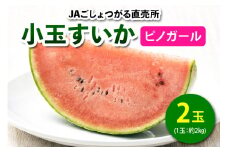小玉すいか (ピノガール) 2玉入｜2025年 令和7年 小玉 スイカ すいか 西瓜 果物 フルーツ 旬 産直 特産品 数量限定 [0643]
