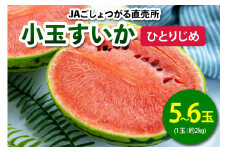 小玉すいか (ひとりじめ) 5玉から6玉入｜2025年 令和7年 小玉 スイカ すいか 西瓜 果物 フルーツ 旬 産直 特産品 数量限定 [0644]