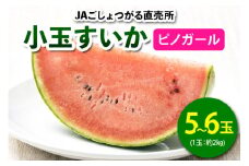 小玉すいか (ピノガール) 5玉から6玉入｜2025年 令和7年 小玉 スイカ すいか 西瓜 果物 フルーツ 旬 産直 特産品 数量限定 [0645]