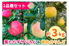 完熟！葉とらずフジと黄色のりんごセット 3kg｜青森産 青森りんご りんご リンゴ 林檎 果物 フルーツ サンふじ サンフジ ぐんま名月 シナノゴールド 黄色りんご 令和6年 2024年 [0742]
