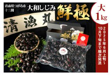 十三湖産 大和しじみ -鮮極- 大貝 1kg (500g×2パック)｜ヤマトシジミ貝 青森 津軽 十三湖 つがる みそ汁 冷蔵 生しじみ しじみ 貝 国産 大粒 しじみ汁 [0764]