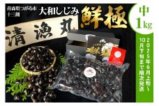 十三湖産 大和しじみ -鮮極- 中貝 1kg (500g×2パック)｜ヤマトシジミ貝 青森 津軽 十三湖 つがる みそ汁 冷蔵 生しじみ しじみ 貝 国産 中粒 しじみ汁 [0765]
