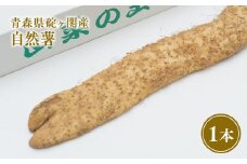 青森県 碇ヶ関産 自然薯 1本【青森県 平川市 道の駅いかりがせき「津軽関の庄」】青森県産 平川市産 碇ヶ関 地場野菜 山芋 やまいも 芋 いも じねんじょ 野菜 やさい とろろ 