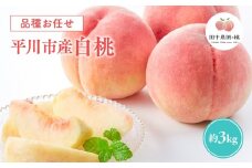 ≪8月～9月発送予定≫  品種お任せ 平川市産 白桃 約3kg 【青森県 平川市 田中農園】フルーツ 果物 桃 もも モモ 白桃 ピーチ はくとう お取り寄せ 先行予約 旬 おまかせ 